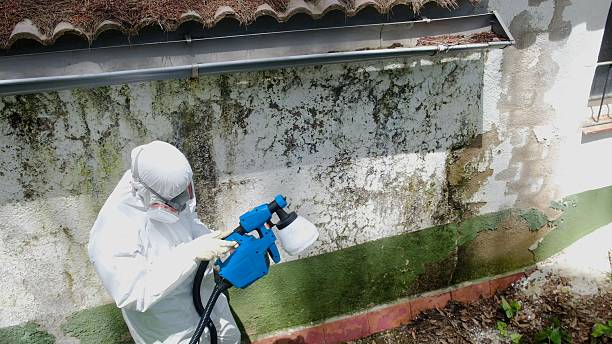Top rated local Basement Mold Removal specialists in Mercersburg, PA